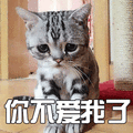 萌宠 猫 喵星人 你不爱我了 伤心 soogif soogif出品