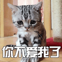 萌宠 猫 喵星人 你不爱我了 伤心 soogif soogif出品
