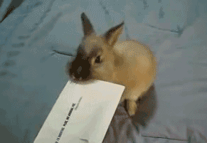 建国后动物不准成精  搞笑 兔子 吃纸 萌