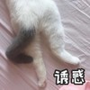 萌宠 猫星人 诱惑 勾引 呆萌 可爱