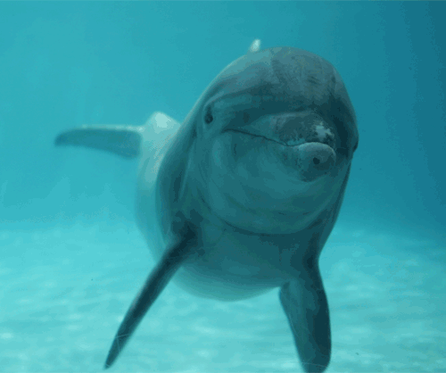 海豚 dolphin  魔性 游泳