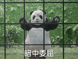 熊猫 国宝 肚皮 栏杆