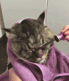 萌星人 可爱 小猫 化妆 既然如此你睡啊