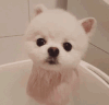 萌宠 汪星人 狗狗 狗子 狗 搞笑