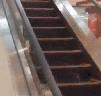 老鼠 电梯 爬楼梯