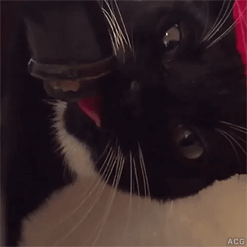 猫咪 喝水 黑色 可爱