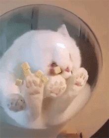 猫咪 吃零食 白色 可爱
