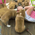 汪星人 可爱 搞笑 萌宠 猫咪