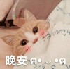萌宠 猫星人 晚安 睡觉 呆萌 可爱