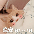 萌宠 猫星人 晚安 睡觉 呆萌 可爱