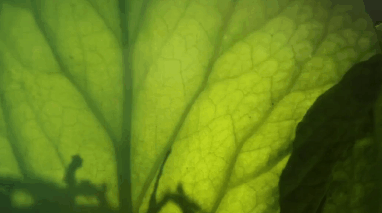 植物 纪录片 绿叶 美丽的贝加尔湖 脉络 风景