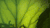 植物 纪录片 绿叶 美丽的贝加尔湖 脉络 风景
