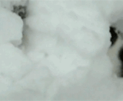 喵星人 猫咪玩雪 可爱 淘气