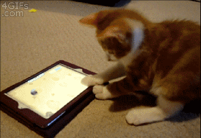 地板 手机 猫咪 游戏