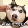 萌宠 汪星人 别问了 考试考挺好 呆萌 可爱