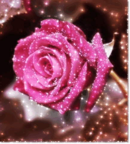 花 玫瑰 美丽 唯美