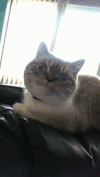 猫 萌宠 呆萌 直视