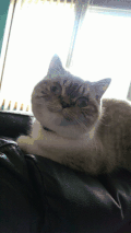 猫 萌宠 呆萌 直视