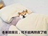 狗狗 本来就很丑 可不能再熬夜了哦 睡觉
