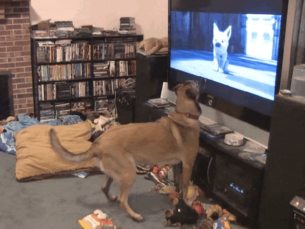 狗狗   看电视  搞笑  吼叫
