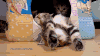 小猫 睡觉 可爱 萌萌哒