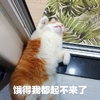 萌宠 喵星人 饿的我都起不来了 我快要饿死了 呆萌 憨憨