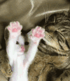 猫咪   可爱  伸懒腰  萌萌哒  睡觉  起床了