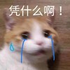 萌宠 猫星人 凭什么啊 我不服 呆萌 可爱
