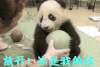 萌宠 熊猫 萌宠爱搞笑