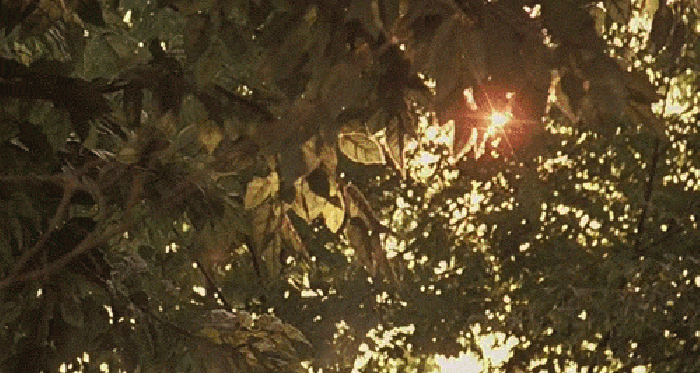 树叶 阳光 照射 时光
