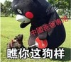 瞧你这狗样 中国爸爸专用 恶搞 熊本熊