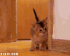猫猫 喵星人 小心 警惕