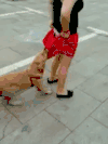 宠物 真的 搞笑 人宠间