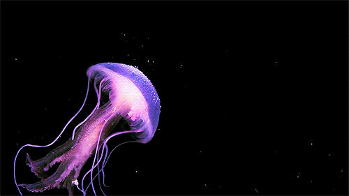 水母 游动 粉色 海底