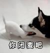 萌宠 汪星人 你闭麦吧 别说话了 呆萌 可爱