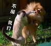 动物 可爱 搞笑 不服 我打