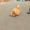 狗狗 马路 撒娇 不回家