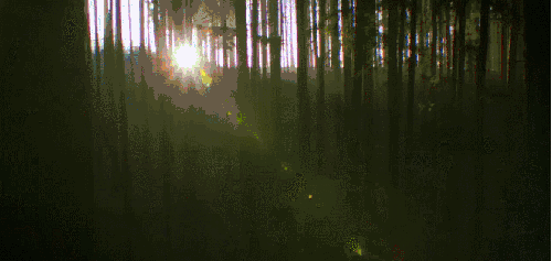 森林 神话的森林 纪录片 阳光 风景