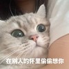 萌宠 猫星人 在别人的怀里偷偷想你 爱你 呆萌 搞怪