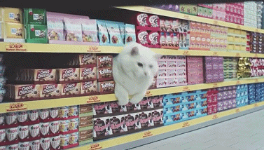 萌宠 猫 吃货 超市