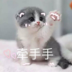 猫咪 猫爪 牵手手 害羞 可爱 呆萌
