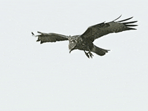 动物 老鹰 萌宠 飞翔 自由 八厘米天空