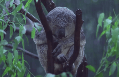 考拉 大雨 睡觉 不想动 宝宝 萌萌哒 koala