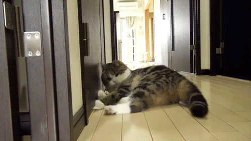 猫咪 玩耍 转圈 地板