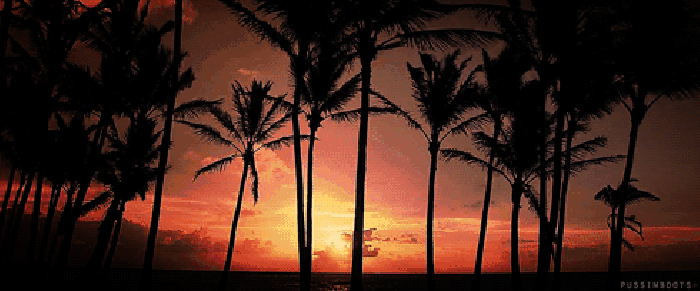 风景 夕阳 光辉 椰子树