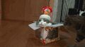 猫咪 礼物 转头 搞笑