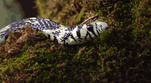 动物 哥斯达黎加 蛇 蛇信子