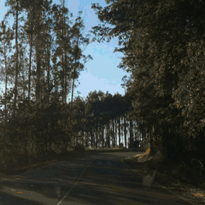 树林 行驶 道路 阳光