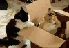 猫咪 搞笑 打架 精彩