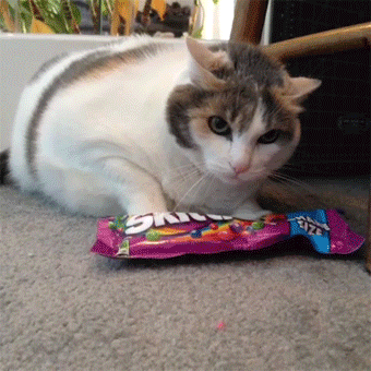 猫咪 棒棒糖 守护 凶悍